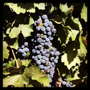 The grapes are just about ready for harvest in Napa.